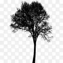 木本植物枝条-树形