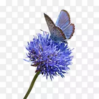 蝴蝶标本摄影花蓝白凝乳