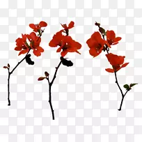 红色植物插花艺术-樱花