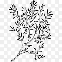 橄榄枝线条和形式剪贴画-橄榄叶