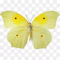 蝴蝶桌面壁纸黄色-蝴蝶