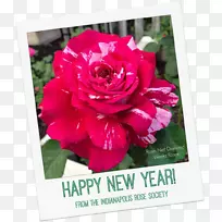 鲜花新年花园玫瑰花节日新年快乐