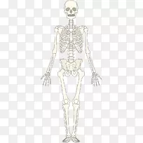 骨骼系统人类骨骼骨