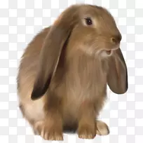 国内兔子复活节兔子-图片