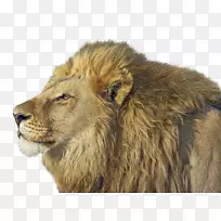 狮头兔东非狮子猫科狮子