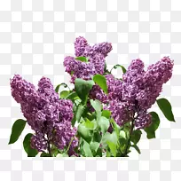 紫薰衣草紫丁香