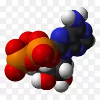 腺苷三磷酸分子糖酵解细胞分子
