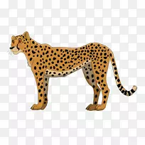 猎豹猫美洲豹-猎豹