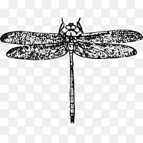 昆虫翼蜻蜓