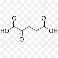 琥珀酸、苹果酸、富马酸、柠檬酸循环-肾
