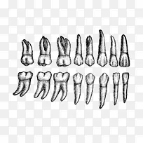 人类牙齿解剖恒牙-牙齿