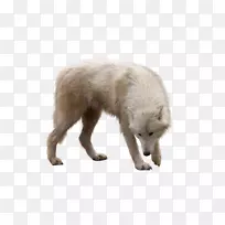 北极狼北极狐-动物