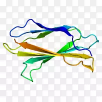 β-三明治Tnascin c蛋白结构域-牛奶飞溅