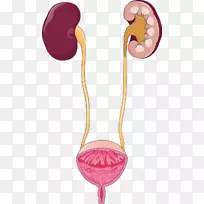 尿路感染排泄系统尿肾膀胱肾