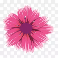 花粉色德兰菊花瓣玫瑰-非洲菊