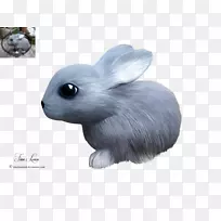野兔宠物兔-兔子