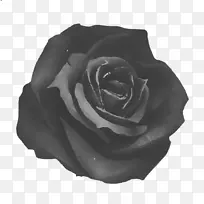 玫瑰艺术-黑色玫瑰