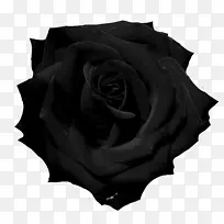 黑玫瑰摄影-黑玫瑰