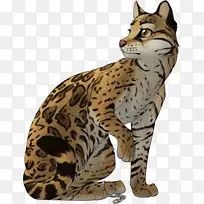 野猫猫科猎豹-美洲虎