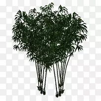 乔木灌木植物花盆槟榔.竹子