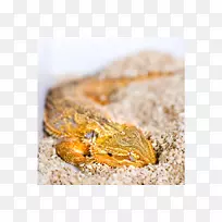 爬行动物蜥蜴蛇鸟睡眠周期-须龙
