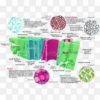 植物细胞地面组织木质部细胞型组织