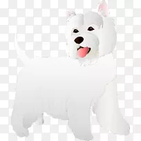 西部高原白狗饲养小狗伴犬