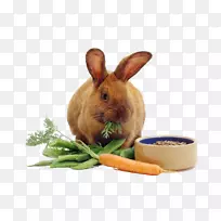 雷克斯兔胡萝卜蛋糕食品-兔子
