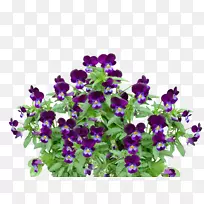 紫罗兰花卉剪贴画-潘西