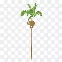槟榔科树木象鼻虫植物椰枣棕榈