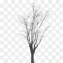 树木冬季单色摄影.冷杉