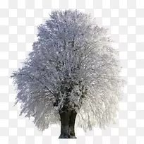 树雪桌面壁纸霜冷杉树