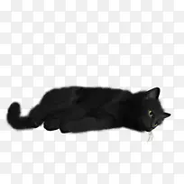 黑猫小猫桌面壁纸-猫