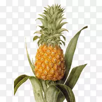 菠萝光刻艺术家热带水果绘画-菠萝
