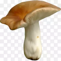 牡蛎蘑菇剪贴画-秘密花园