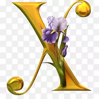 花式字母表字母拉丁文脚本字母表n