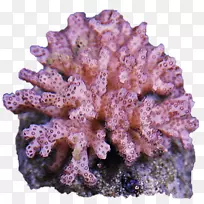 珊瑚礁无脊椎凤尾藻类真菌-花椰菜