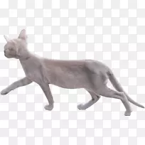 唐斯喀特秃顶猫小猫家养短毛猫