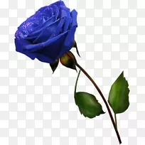 蓝玫瑰切花花园玫瑰紫丁香