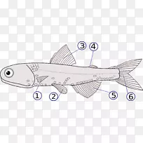 脊椎动物鱼鳍背鳍