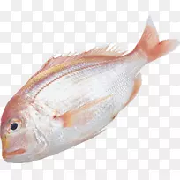 鱼类信息剪辑艺术-鱼类