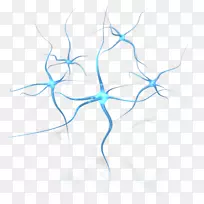 人脑神经心理学剪贴术神经元