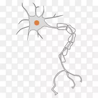 神经元神经系统细胞剪贴术神经元