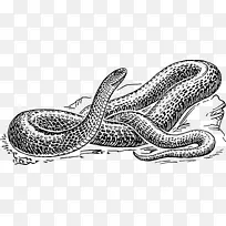 黑鼠蛇画夹艺术-蛇