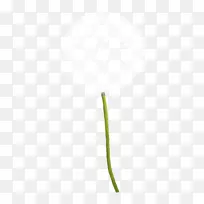 叶草植物茎系蒲公英