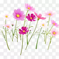 花紫色花园玫瑰粉红色宇宙花