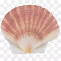 牡蛎-贝壳