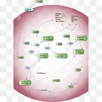 戊糖磷酸途径红细胞代谢途径糖酵解途径