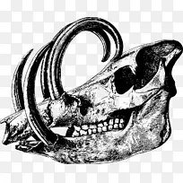 人类头骨象征艺术-头骨