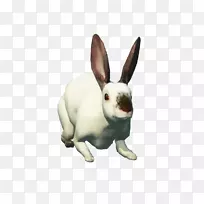 兔复活节兔子宠物沙怪